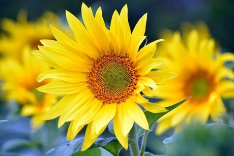 sunflowers-8351807_640