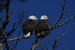 bald-eagles-8493350_640