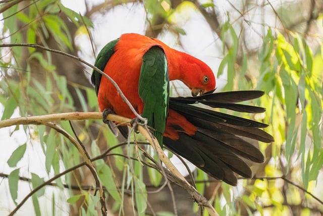 australian-king-parrot-7954026_640