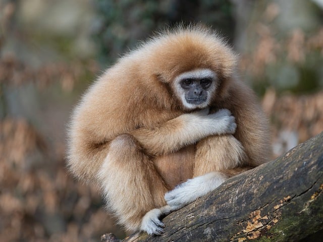 gibbon-8573117_640